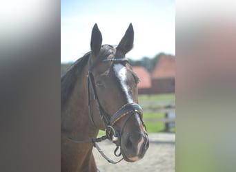 Sonstige Rassen, Wallach, 8 Jahre, 165 cm, Dunkelbrauner