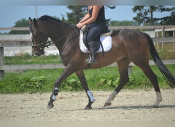 Sonstige Rassen, Wallach, 8 Jahre, 165 cm, Dunkelbrauner