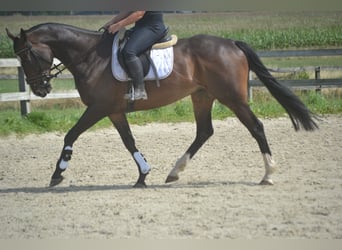 Sonstige Rassen, Wallach, 8 Jahre, 165 cm, Dunkelbrauner