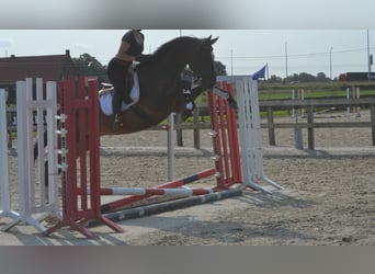 Sonstige Rassen, Wallach, 8 Jahre, 165 cm, Dunkelbrauner