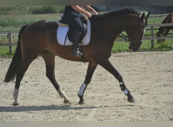 Sonstige Rassen, Wallach, 8 Jahre, 165 cm, Dunkelbrauner