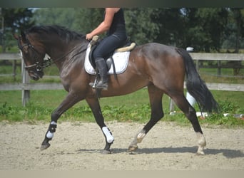 Sonstige Rassen, Wallach, 8 Jahre, 165 cm, Dunkelbrauner