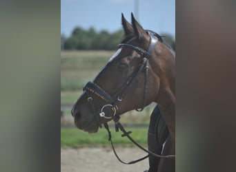Sonstige Rassen, Wallach, 8 Jahre, 165 cm, Dunkelbrauner