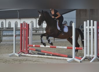 Sonstige Rassen, Wallach, 8 Jahre, 165 cm, Dunkelbrauner
