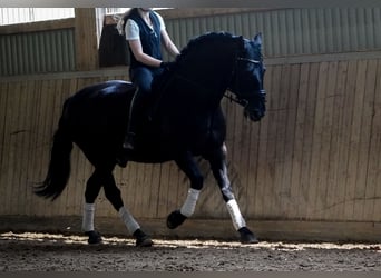 Sonstige Rassen, Wallach, 8 Jahre, 165 cm, Rappe