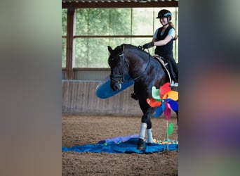 Sonstige Rassen, Wallach, 8 Jahre, 165 cm, Rappe