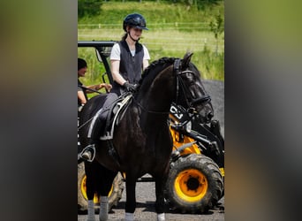 Sonstige Rassen, Wallach, 8 Jahre, 165 cm, Rappe