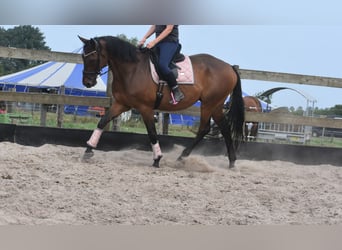 Sonstige Rassen, Wallach, 8 Jahre, 172 cm