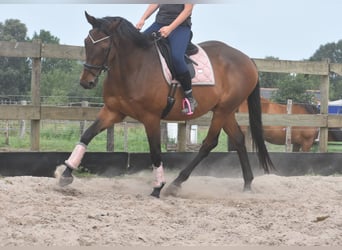 Sonstige Rassen, Wallach, 8 Jahre, 172 cm