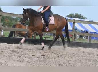 Sonstige Rassen, Wallach, 8 Jahre, 172 cm