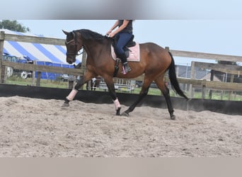 Sonstige Rassen, Wallach, 8 Jahre, 172 cm