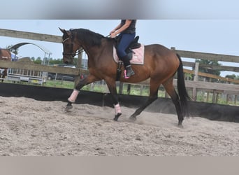Sonstige Rassen, Wallach, 8 Jahre, 172 cm