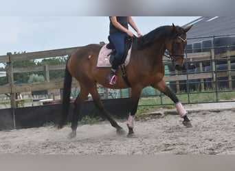 Sonstige Rassen, Wallach, 8 Jahre, 172 cm