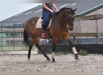 Sonstige Rassen, Wallach, 8 Jahre, 172 cm