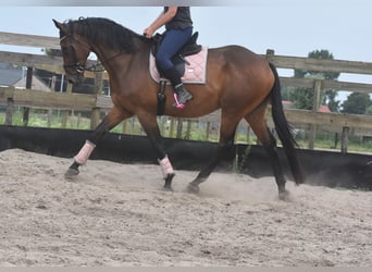Sonstige Rassen, Wallach, 8 Jahre, 172 cm