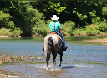Sonstige Rassen, Wallach, 8 Jahre, Roan-Blue