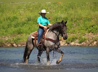 Sonstige Rassen, Wallach, 8 Jahre, Roan-Blue