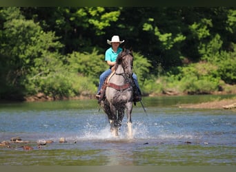 Sonstige Rassen, Wallach, 8 Jahre, Roan-Blue