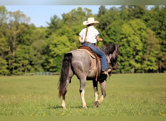 Sonstige Rassen, Wallach, 8 Jahre, Roan-Blue
