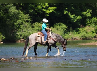 Sonstige Rassen, Wallach, 8 Jahre, Roan-Blue
