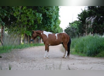 Sonstige Rassen, Wallach, 8 Jahre, Tobiano-alle-Farben