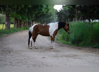 Sonstige Rassen, Wallach, 8 Jahre, Tobiano-alle-Farben