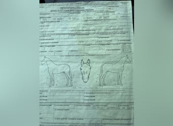 Sonstige Rassen, Wallach, 8 Jahre, Tobiano-alle-Farben