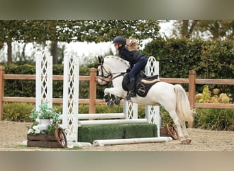 Sonstige Rassen, Wallach, 9 Jahre, 122 cm