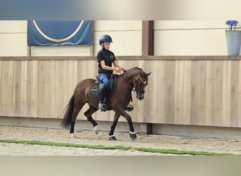 Sonstige Rassen, Wallach, 9 Jahre, 124 cm