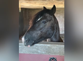 Sonstige Rassen Mix, Wallach, 9 Jahre, 134 cm, Rappe