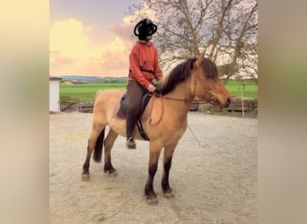 Sonstige Rassen, Wallach, 9 Jahre, 138 cm, Falbe