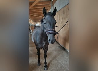 Sonstige Rassen Mix, Wallach, 9 Jahre, 143 cm, Rappe