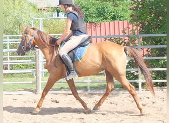 Sonstige Rassen, Wallach, 9 Jahre, 150 cm, Dunkelfuchs