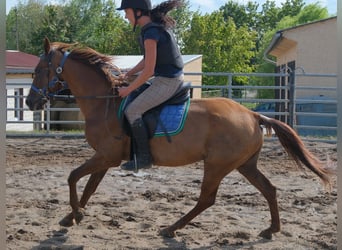 Sonstige Rassen, Wallach, 9 Jahre, 150 cm, Dunkelfuchs