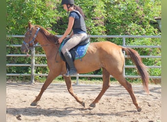 Sonstige Rassen, Wallach, 9 Jahre, 150 cm, Dunkelfuchs