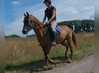 Sonstige Rassen, Wallach, 9 Jahre, 150 cm, Dunkelfuchs