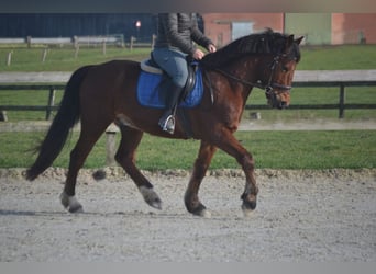 Sonstige Rassen, Wallach, 9 Jahre, 151 cm, Brauner