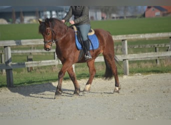 Sonstige Rassen, Wallach, 9 Jahre, 151 cm, Brauner
