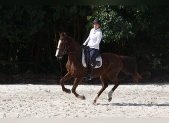 Sonstige Rassen Mix, Wallach, 9 Jahre, 152 cm, Rotfuchs