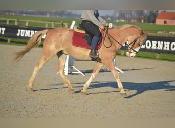 Sonstige Rassen, Wallach, 9 Jahre, 152 cm, Schecke