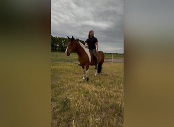 Sonstige Rassen, Wallach, 9 Jahre, 152 cm, Schecke