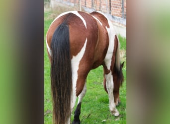Sonstige Rassen, Wallach, 9 Jahre, 152 cm, Schecke