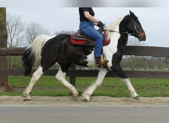 Sonstige Rassen, Wallach, 9 Jahre, 153 cm, Schecke