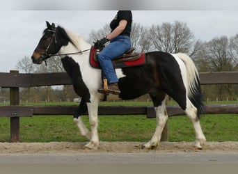 Sonstige Rassen, Wallach, 9 Jahre, 153 cm, Schecke