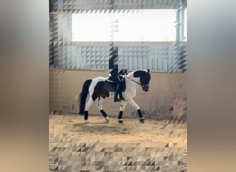 Sonstige Rassen Mix, Wallach, 9 Jahre, 154 cm, Schecke