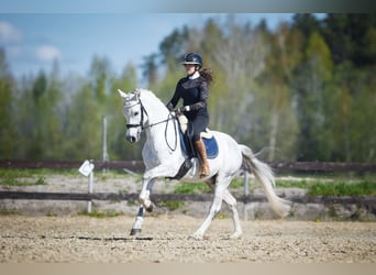 Sonstige Rassen, Wallach, 9 Jahre, 154 cm, Schimmel