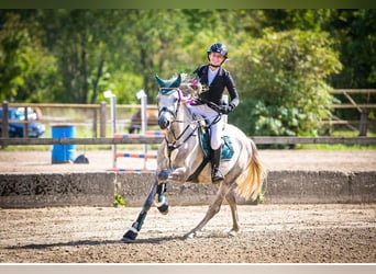 Sonstige Rassen, Wallach, 9 Jahre, 154 cm, Schimmel
