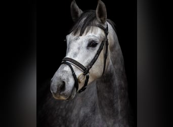 Sonstige Rassen, Wallach, 9 Jahre, 154 cm, Schimmel