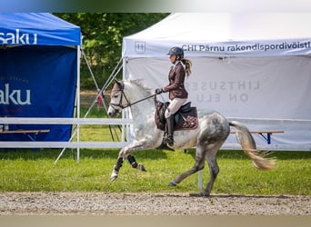 Sonstige Rassen, Wallach, 9 Jahre, 154 cm, Schimmel