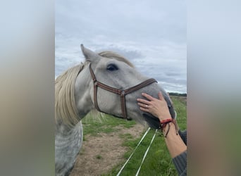 Sonstige Rassen, Wallach, 9 Jahre, 155 cm, Apfelschimmel